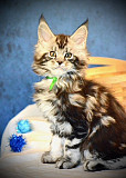 Maine Coon Breeders Near Wisconsin: Well-Raised Kittens and Easygoing Kittens Milton