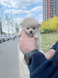 Pomeranian puppies for sell from Shenyang