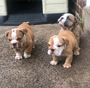 Cute pupps looking for new homes from Columbia
