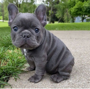 French bulldogs for sale from Wellington