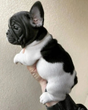 French bulldogs for sale from Wellington