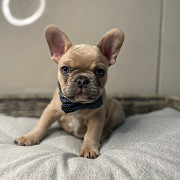 French bulldog from Adelaide