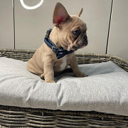 French bulldog from Adelaide