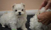 Pure White Maltese Ready for New Home from Sacramento