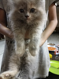 Persian cat for sale Hyderabad