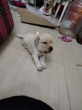 Lab dogs from Chennai