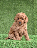 Adorable Goldendoodles puppies available Melbourne