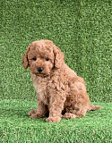 Adorable Goldendoodles puppies available Melbourne