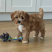 We have lovely Cavoodle puppies available to good homes from Melbourne