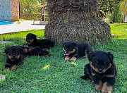 Rottweiler puppies Tamiami