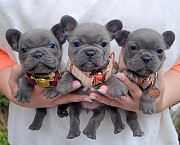 French Bulldog Puppies For Sale Phoenix