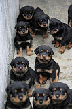 Home Raised adorable male and female Rottweilers puppies for sale from Los Angeles