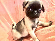 Pug Pups 4 Sell from Wilmington