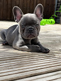 Excellent French bulldog puppies for sale Phoenix
