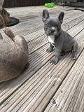 Excellent French bulldog puppies for sale Phoenix
