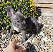 Cute French bulldog puppies for sale Denver