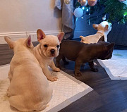 Perfect French bulldog puppies for sale from Augusta