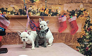 Perfect French bulldog puppies for sale from Augusta