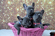 Beautiful French bulldog puppies for sale from Lansing