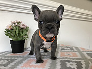 Amazing French bulldog puppies for sale from Saint Paul