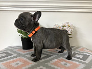 Amazing French bulldog puppies for sale from Saint Paul