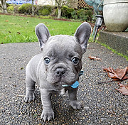 Sweet French bulldog puppies for sale from Lincoln