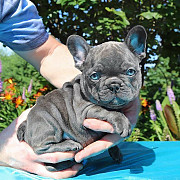 Excellent French bulldog puppies for sale from Concord