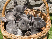 Perfect French bulldog puppies for sale near you Trenton