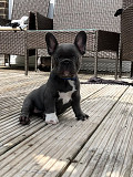 Standard French bulldog puppies are searching for a 5star home from Albany