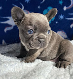 Sweet French bulldog puppies for sale from Harrisburg