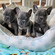 Quality French bulldog puppies for sale Providence
