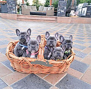 Fantastic French bulldog puppies for sale Madison