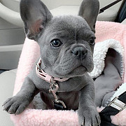 Happy French bulldog puppies for sale from Olympia