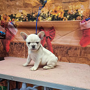 Quality French bulldog puppies for sale Salem