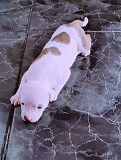 Pitbull puppies for sale in Eastern Cape East London