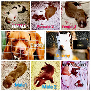 Pitbull puppies for sale in Eastern Cape East London