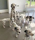 Intelligent Dalmatian puppies for sale from London