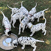 Intelligent Dalmatian puppies for sale from London
