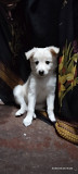 Pomeranian puppy for sale from Gingee