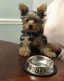 Yorkie puppies for sale near me from Olympia
