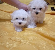 Ice White Maltese Puppies from Augusta