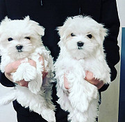 Ice White Maltese Puppies from Augusta