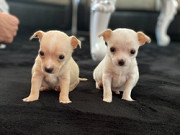 Healthy Chihuahua Puppies for sale from Lansing