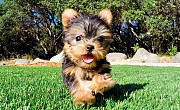 Yorkshire Terrier Puppies For sale from Saint Paul