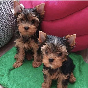 Yorkshire Terrier Puppies For sale from Saint Paul