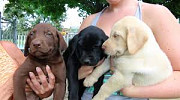 Gorgeous Labrado retriver puppies available. from Lincoln