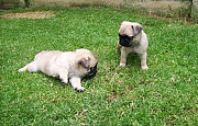 Registered Pug Puppies Available from Concord