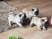 Registered Pug Puppies Available from Concord