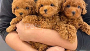 Well Trained Male and female Poodle Puppies from Phoenix