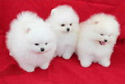 Pomeranian Puppies Gaillimh